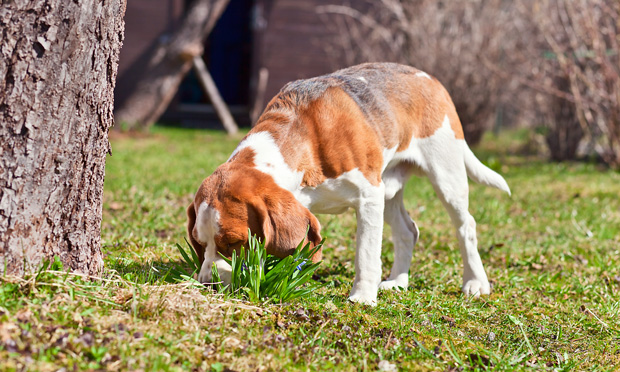 Beagle eats poop hotsell