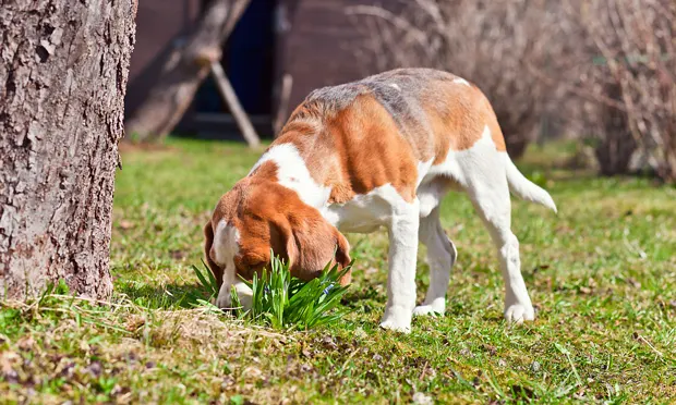 dog eating fecal matter, or dog eating poop