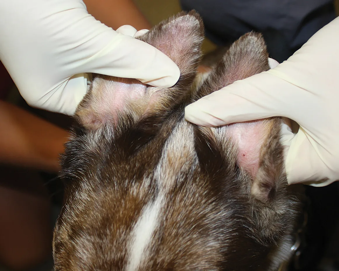 Gloved hands holding dog’s ears showing alopecia and scaling at ventral tips of pinnae.