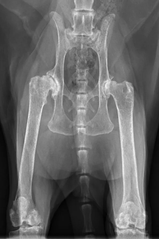 Ventrodorsal and right lateral radiographic images of feline stifle demonstrating arthritic changes.