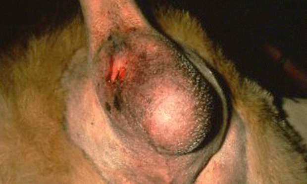 perineal hernia canine