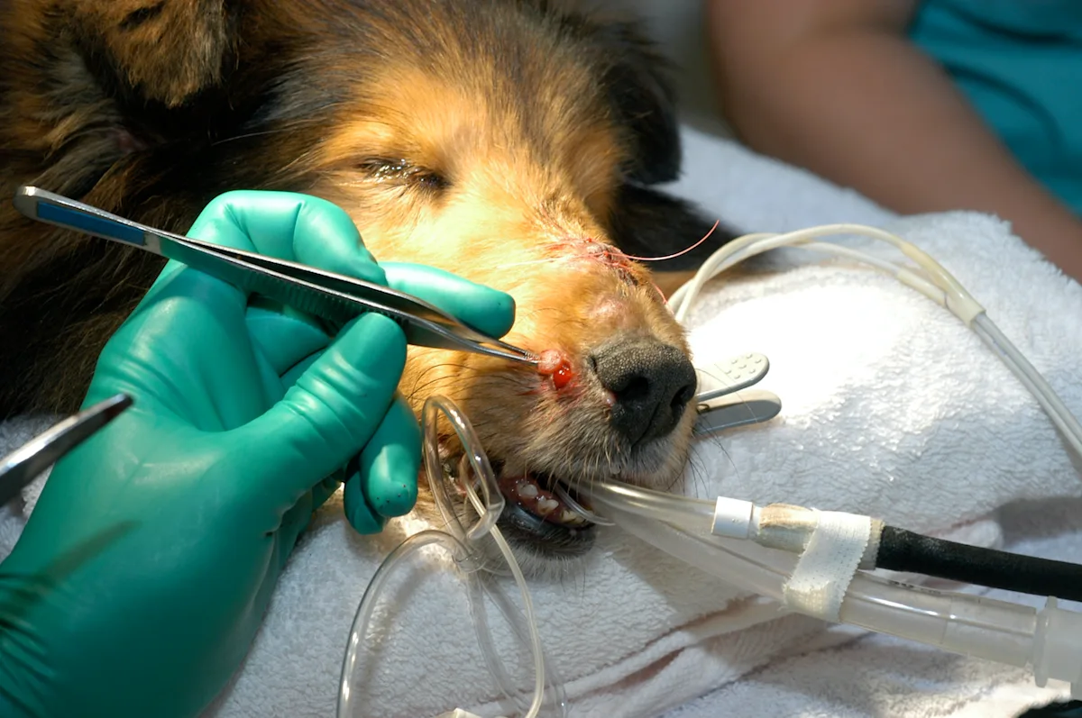 Intubated anesthetized dog with gloved surgeon holding forceps above small mass on dog’s muzzle.