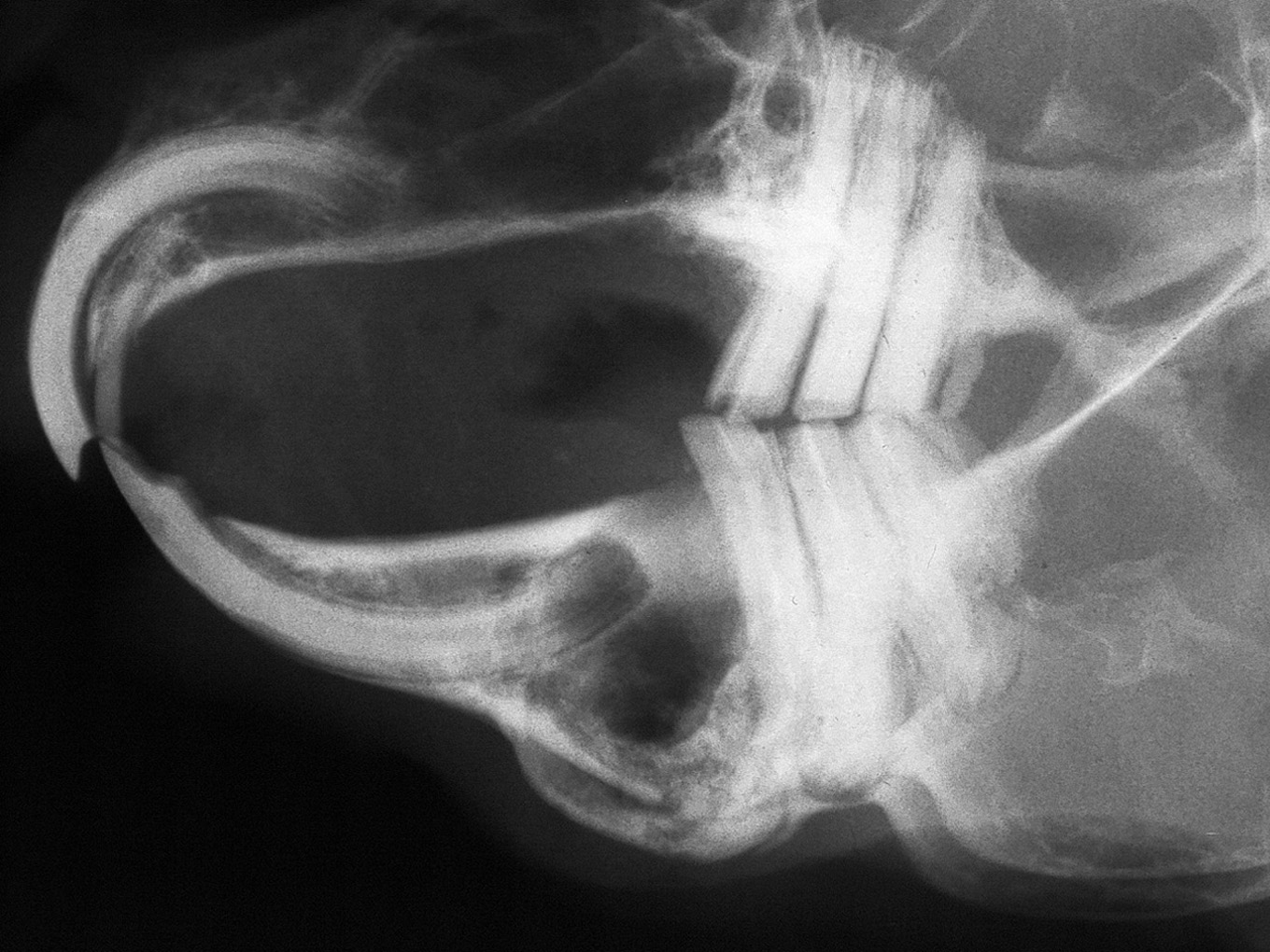 Dentoalveolar Abscess Radiograph