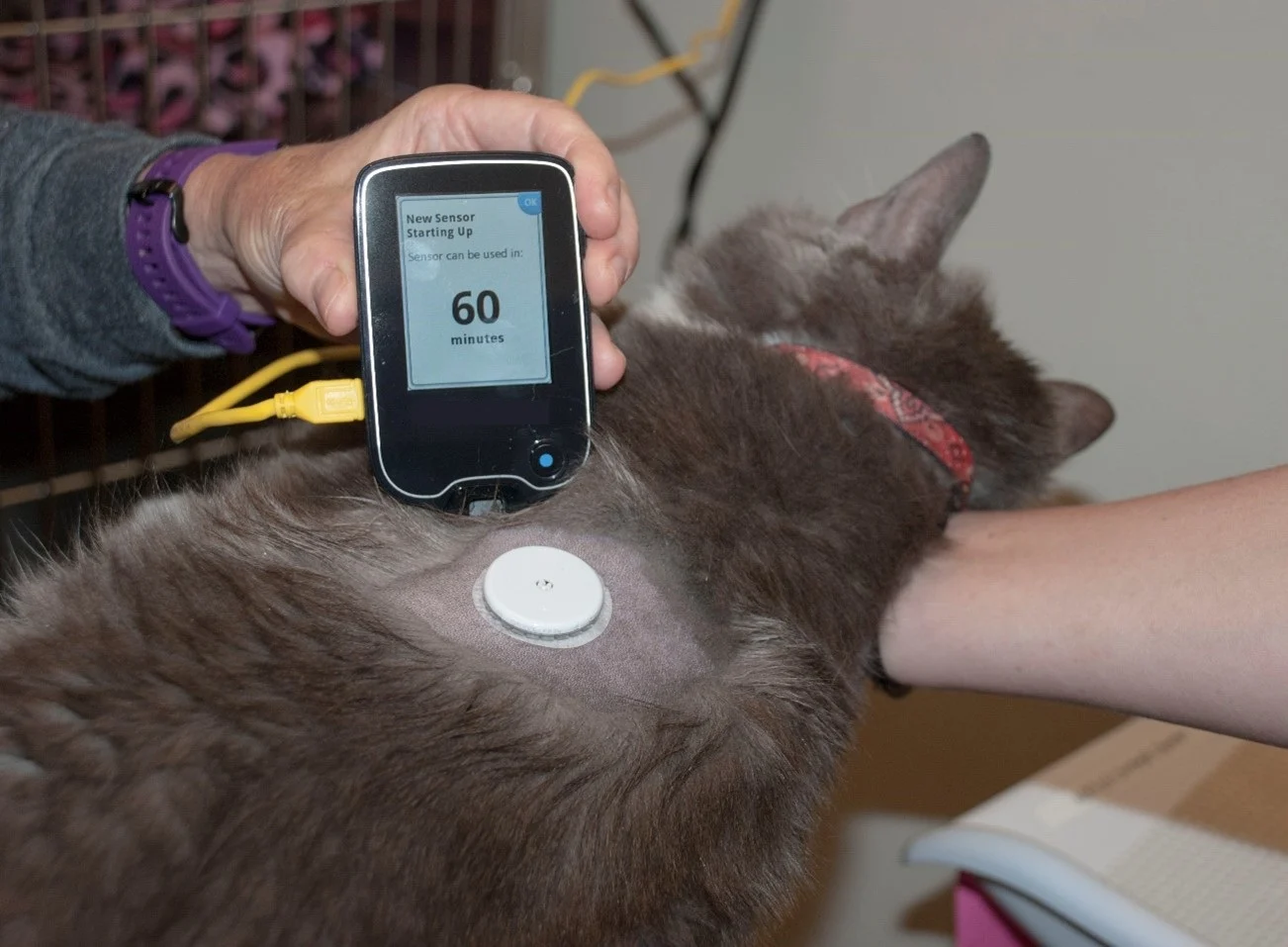 Cat with continuous blood glucose monitor placed on left lateral thorax with digital reader shown.