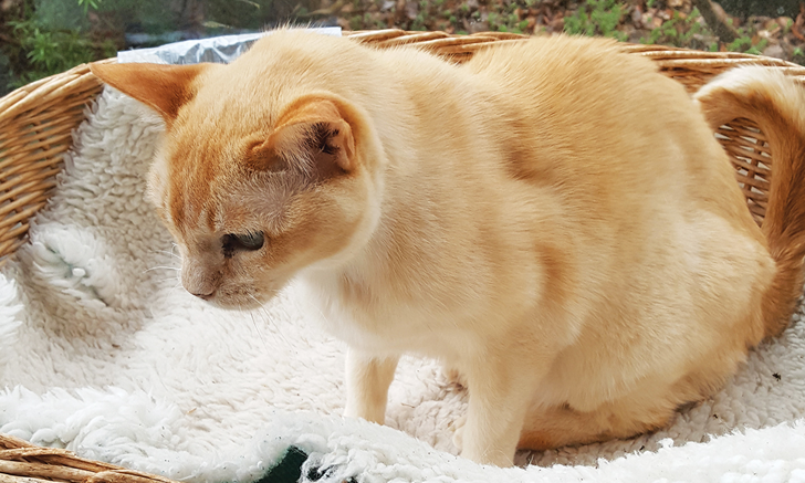 Beautiful view of Feline Weight Loss Tips For Senior Cats