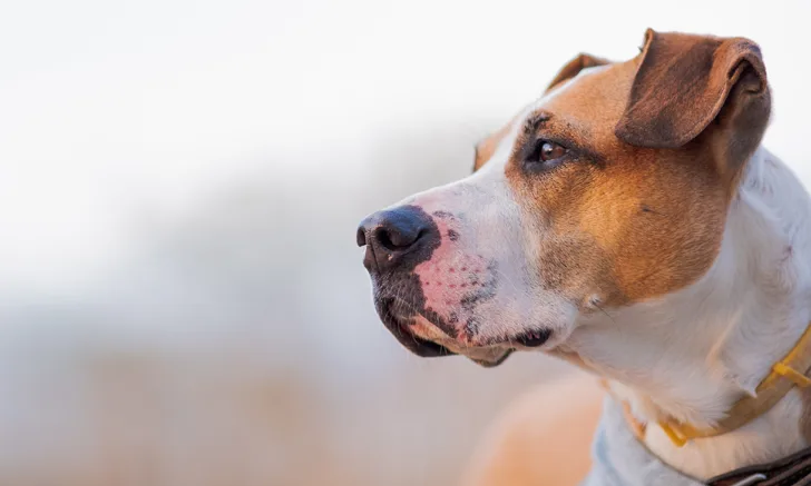 A multicolored dog pictured outdoors.