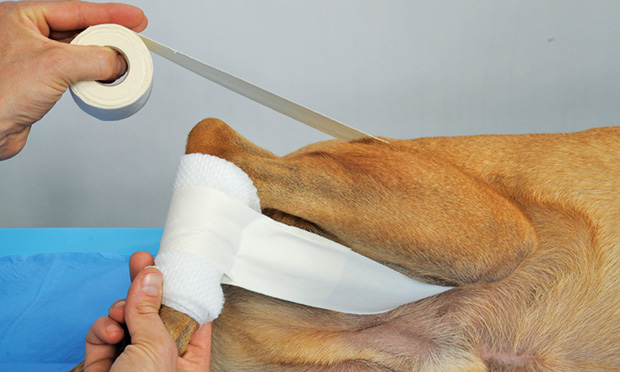 The Ehmer Sling in Canine Orthopedic Surgery Clinician s Brief