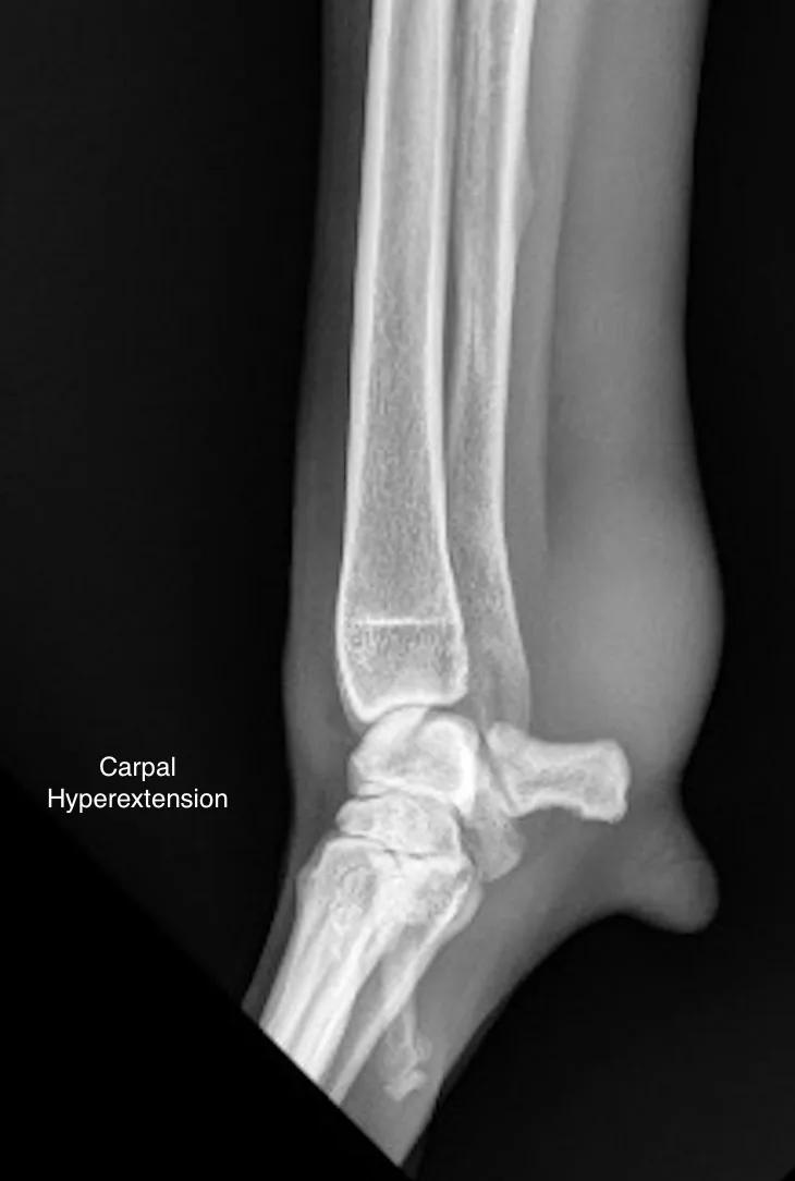 X-rays with arrows pointing to soft-tissue density swelling at distal aspect of dog antebrachium.