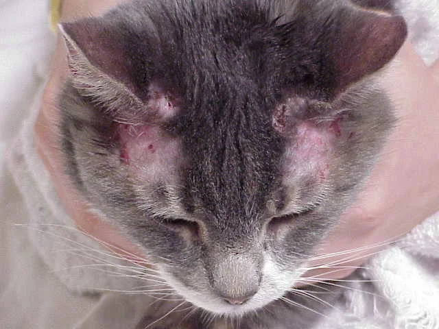 Sores on the head and paw of a cat.