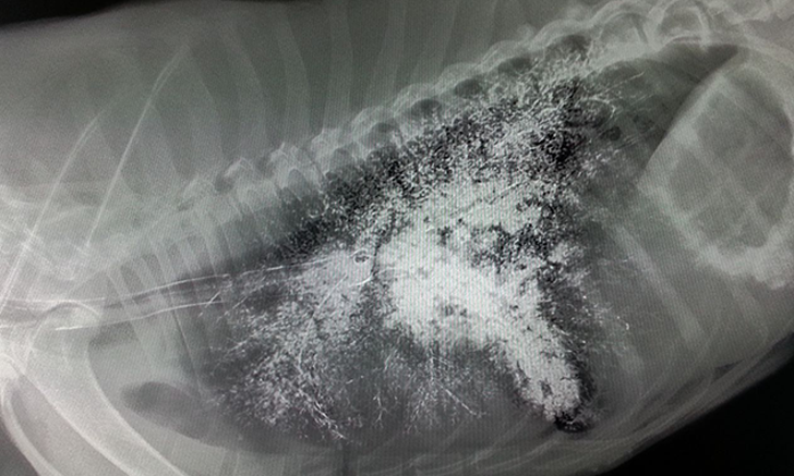 Radiographs in Practice