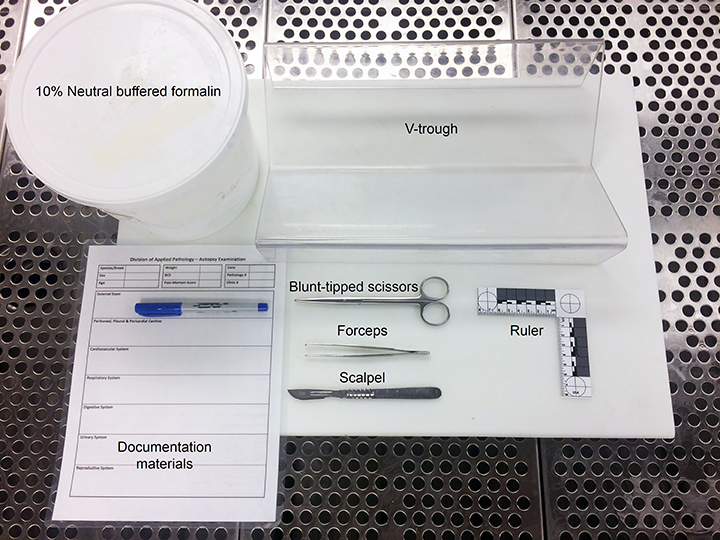 Image Gallery: Autopsy for the General Practitioner | Clinician's Brief