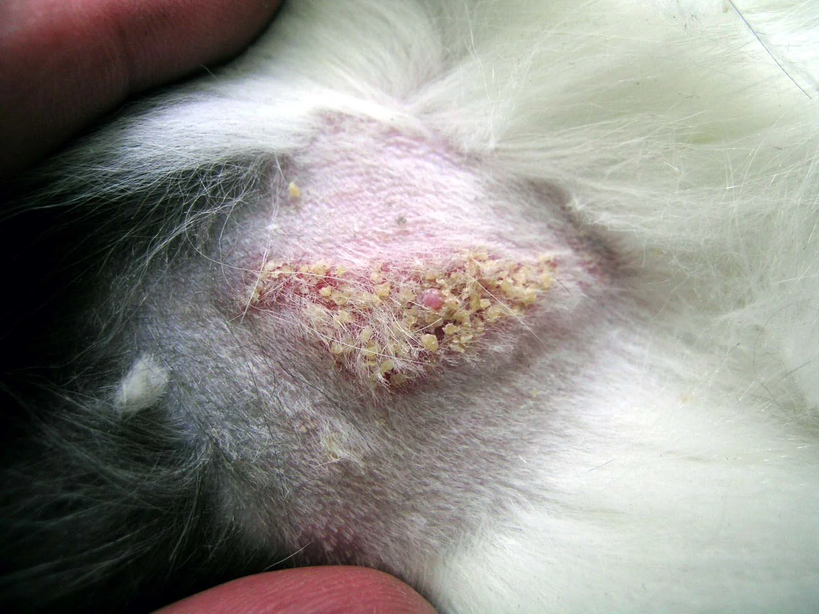 Swelling and thick clumps of tan crusting surrounding nipple of a cat.