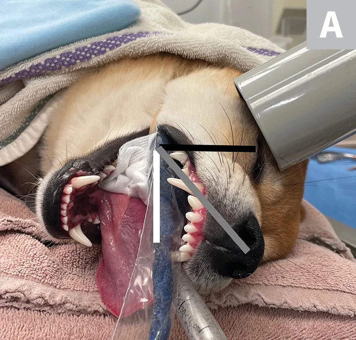 selected slide image