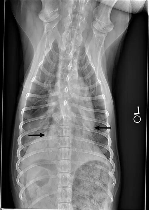A ventrodorsal x-ray of a dog's thorax with arrows pointing to air bronchograms.