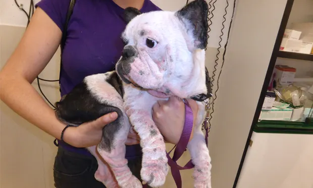 A person holds a French Bulldog with a visibly irritated skin condition, showcasing patches of hair loss and redness. The setting appears to be a veterinary clinic, with medical supplies visible in the background.