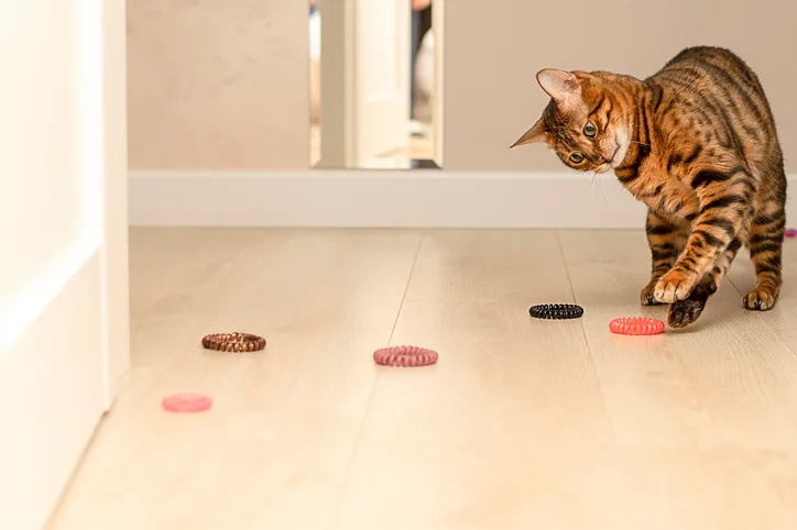 A multicolored cat playing with various plastic spiral hair ties.