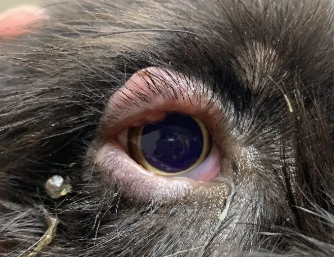 A close-up of a canine patient’s ocular region showing abnormal eyelids.