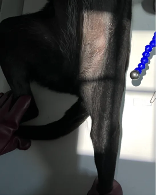 Proper collimator beam alignment and positioning of a dog's left pelvic limb to obtain a cranial caudal radiograph of the femur.