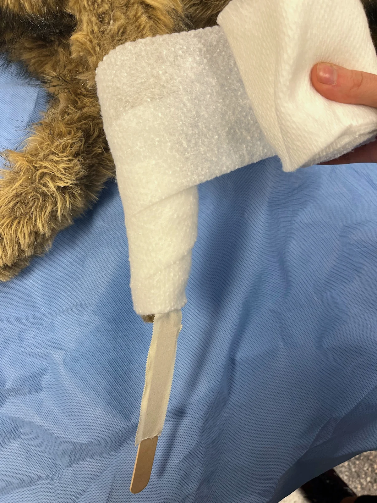 Cotton padding being rolled onto the forelimb of a dog in a distal to proximal direction.
