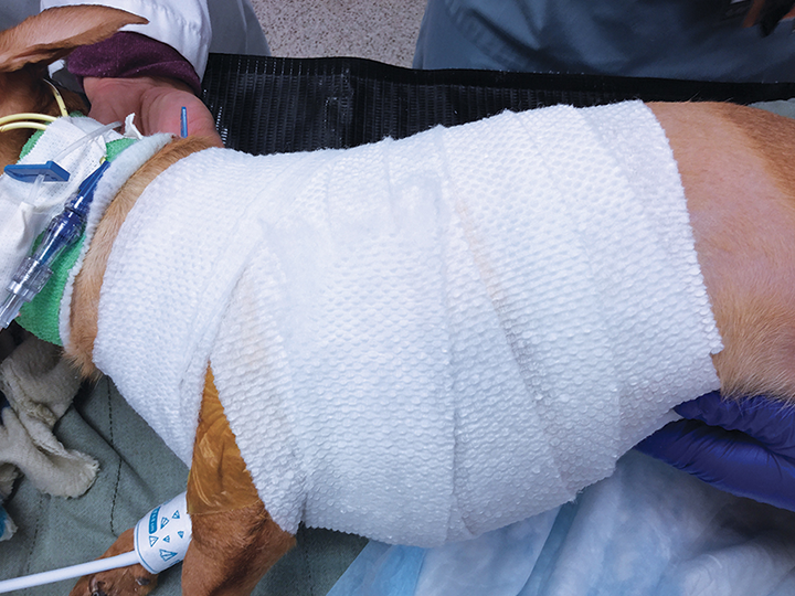 Flail Chest Diagnosis & Bandaging Clinician's Brief