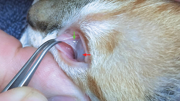 Tobramycin cats clearance conjunctivitis