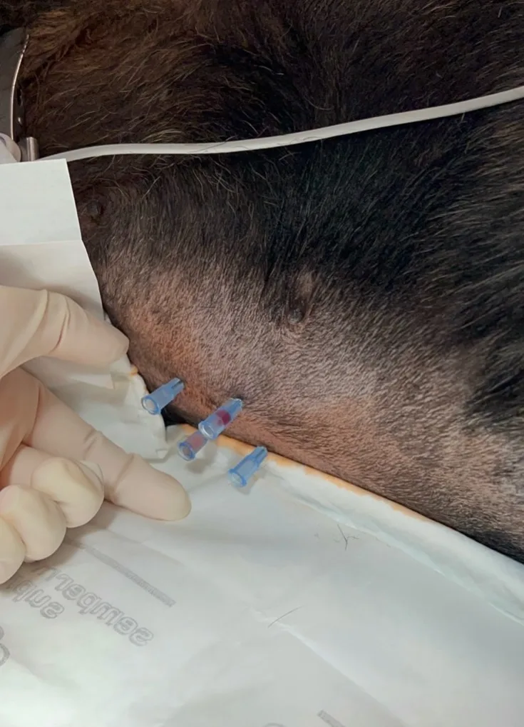 A dog in lateral recumbency has 1 open needle placed in each of the 4 quadrants.