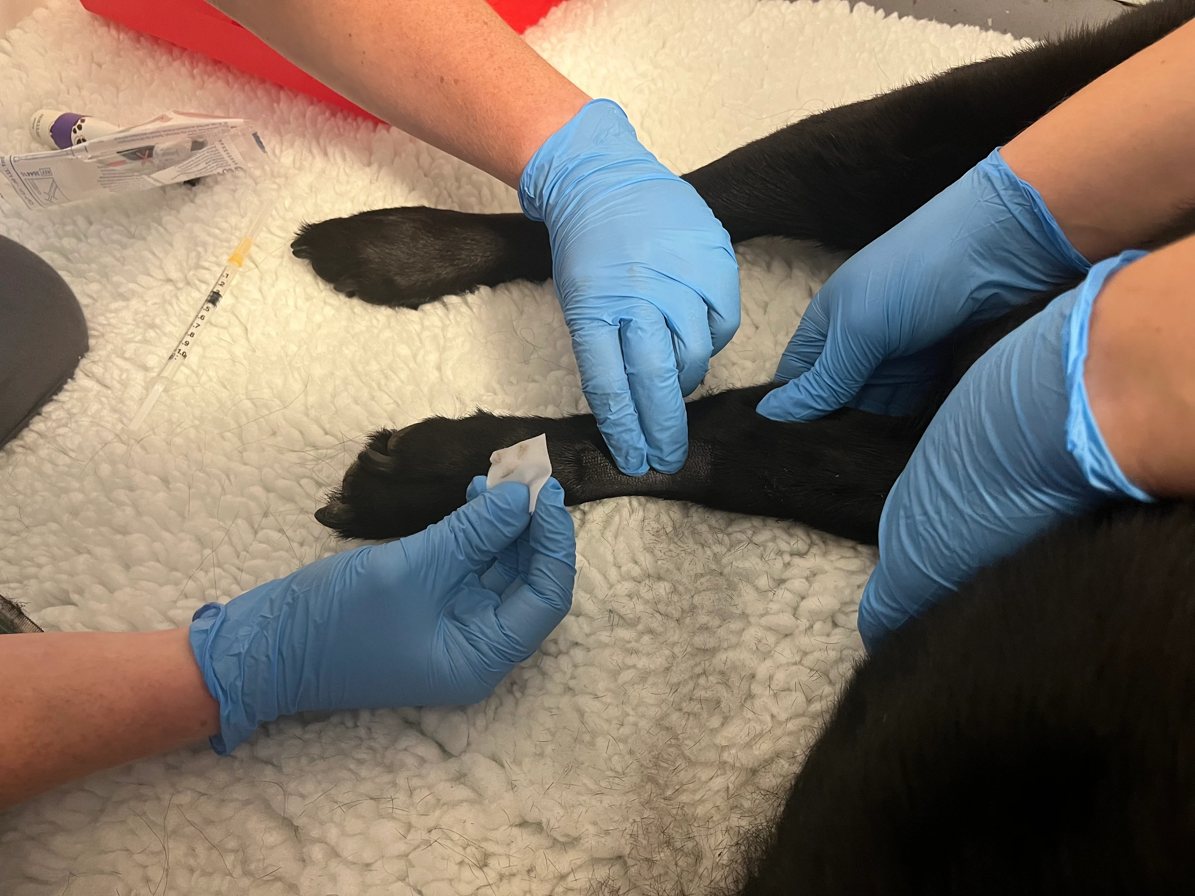 A dog’s leg being wiped with a chlorhexidine wipe.