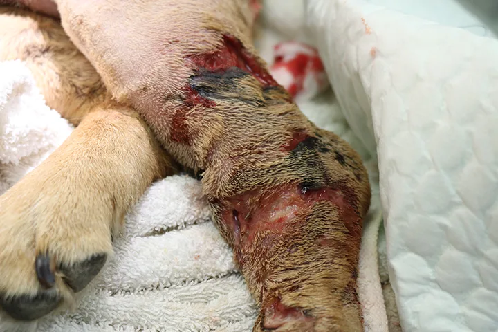 Lateral left hock of dog with large areas of skin loss and ulceration.