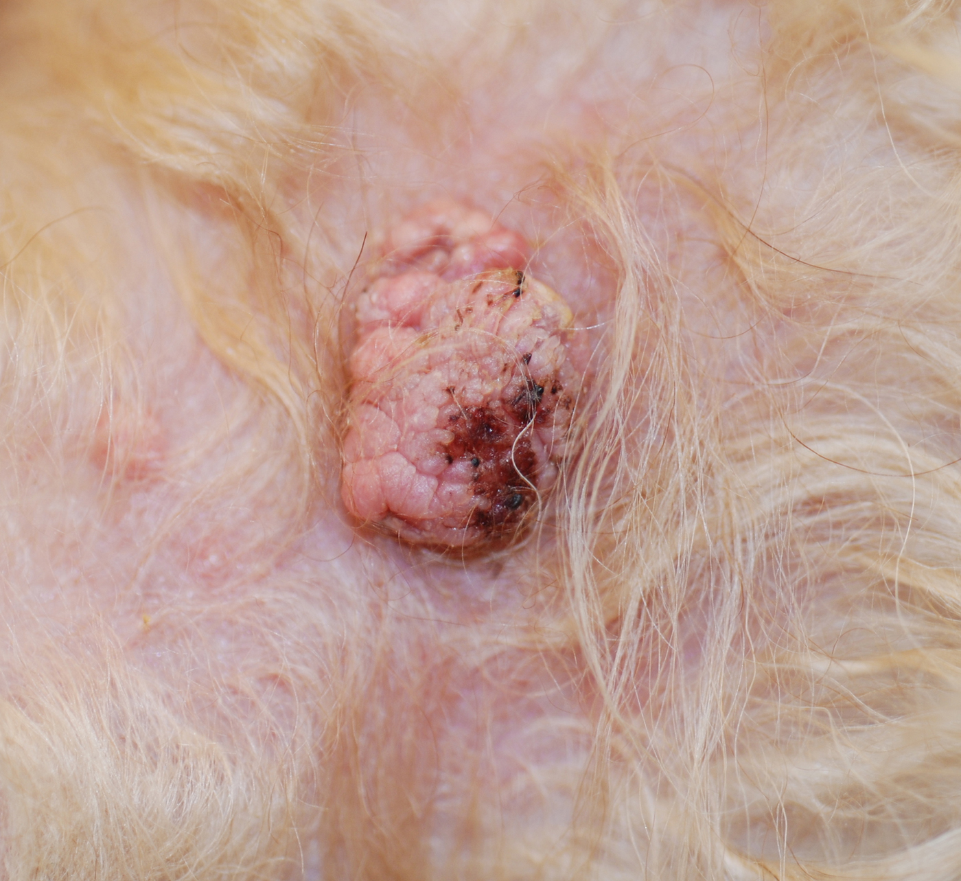 Common Skin Masses in Dogs Cats Clinician s Brief