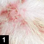 Recurrent Pruritus & Zoonotic Potential