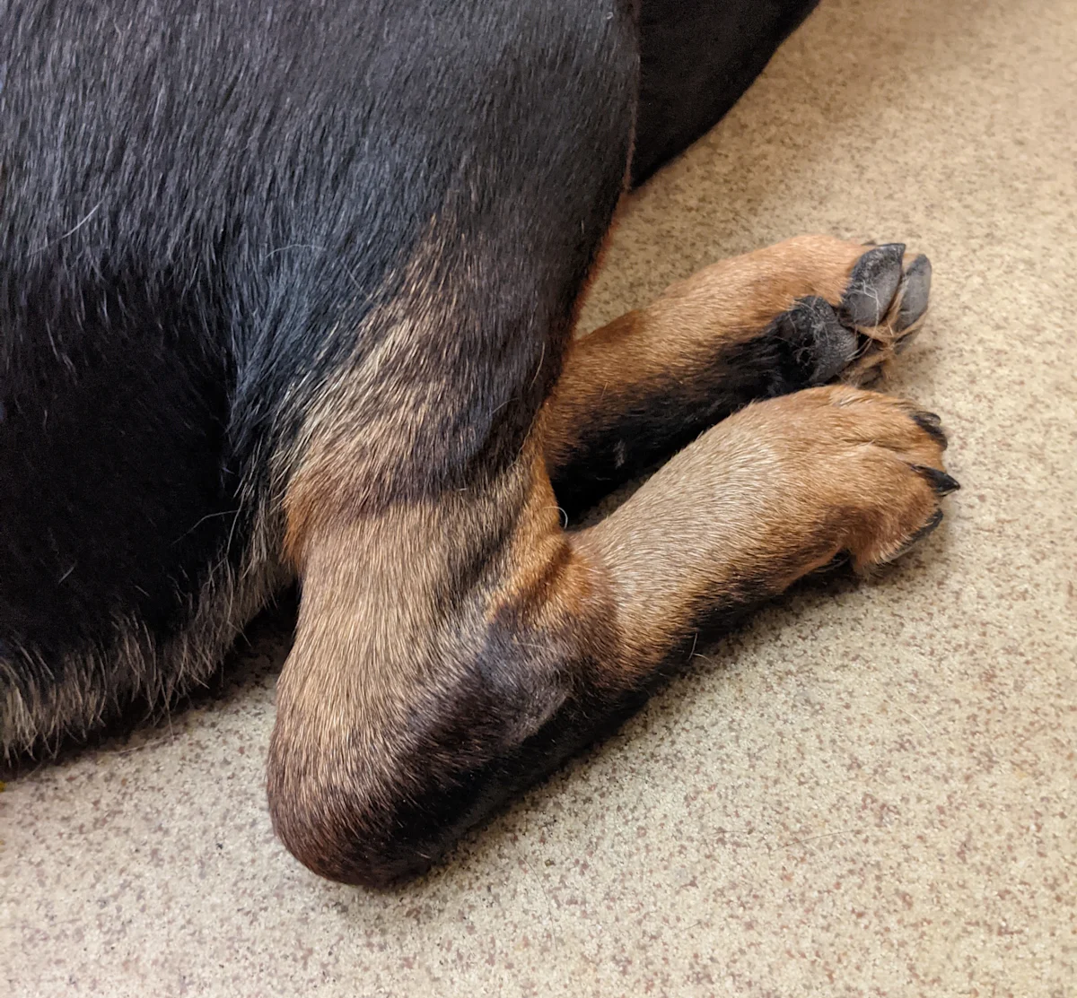 A close-up of the distal pelvic limbs of a dog. 