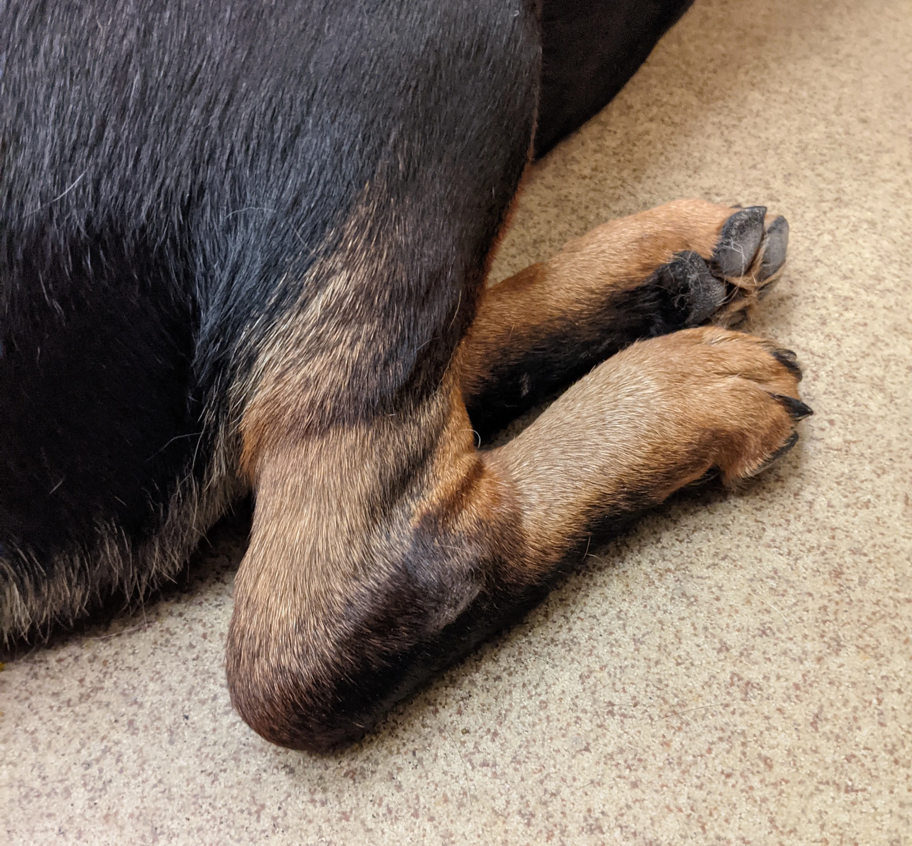 A close-up of the distal pelvic limbs of a dog. 