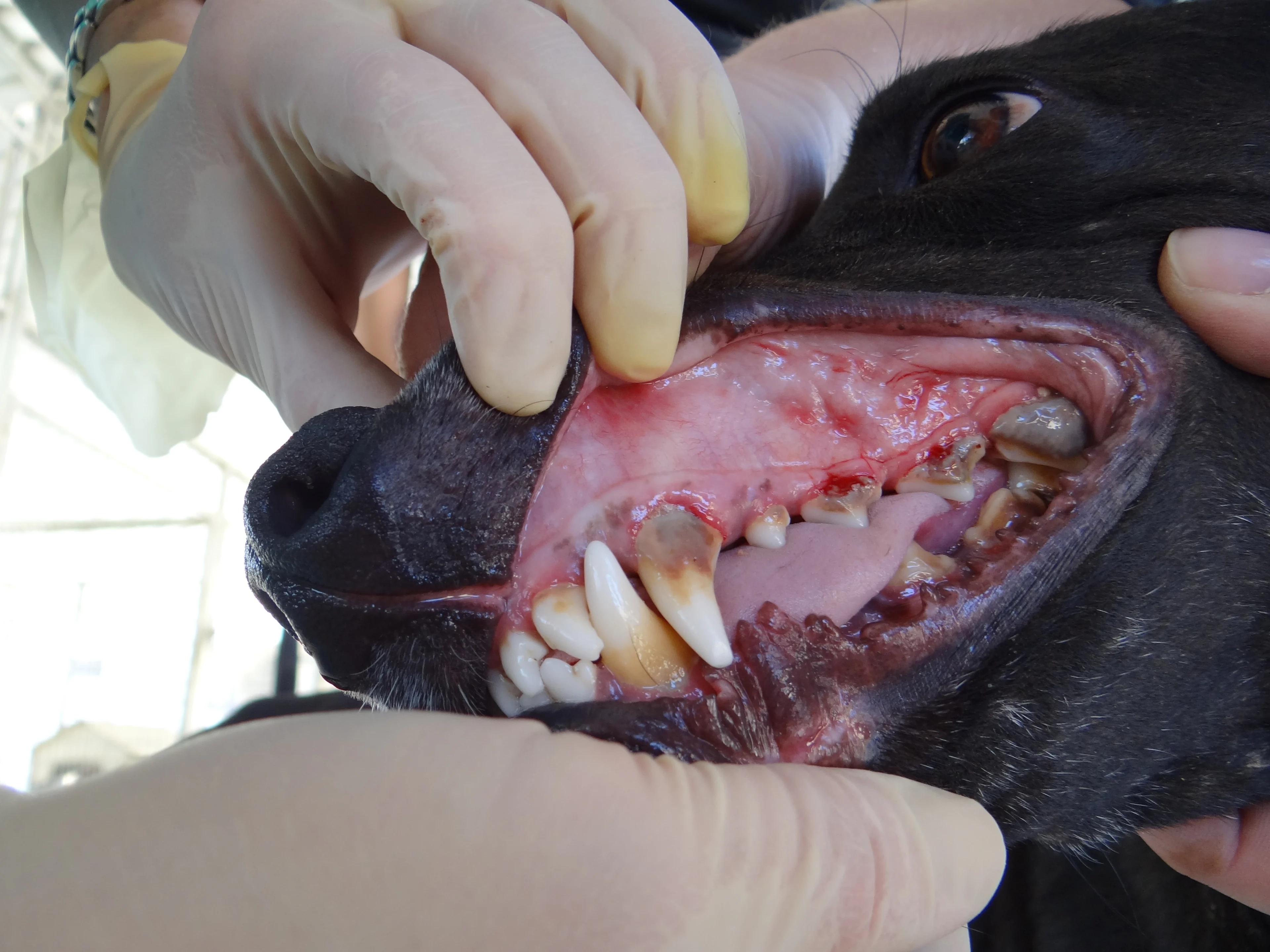 Gloved hands lifting upper lip of dog exposing bleeding and petechiation of gingiva and severe dental disease.