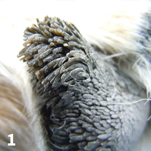 A close-up of a dog’s footpad showing finger-like projections of keratin.
