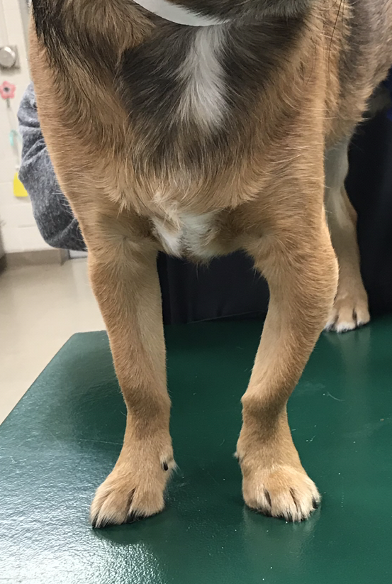localizing-thoracic-limb-lameness-on-orthopedic-examination-in-dogs