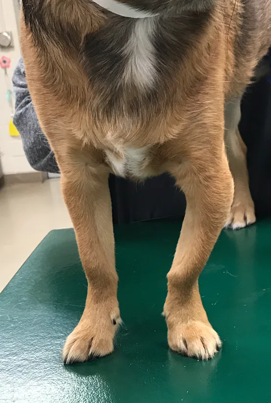 Front legs of dog viewed from front with marked bowing outwards of mid-left limb.