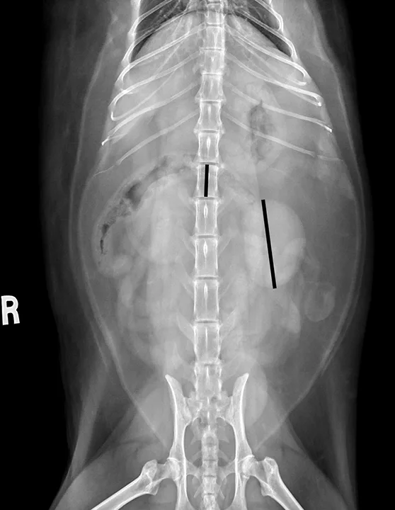 selected slide image