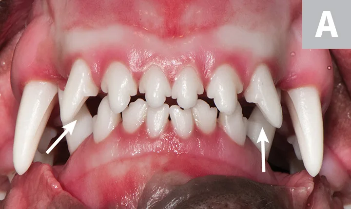 selected slide image