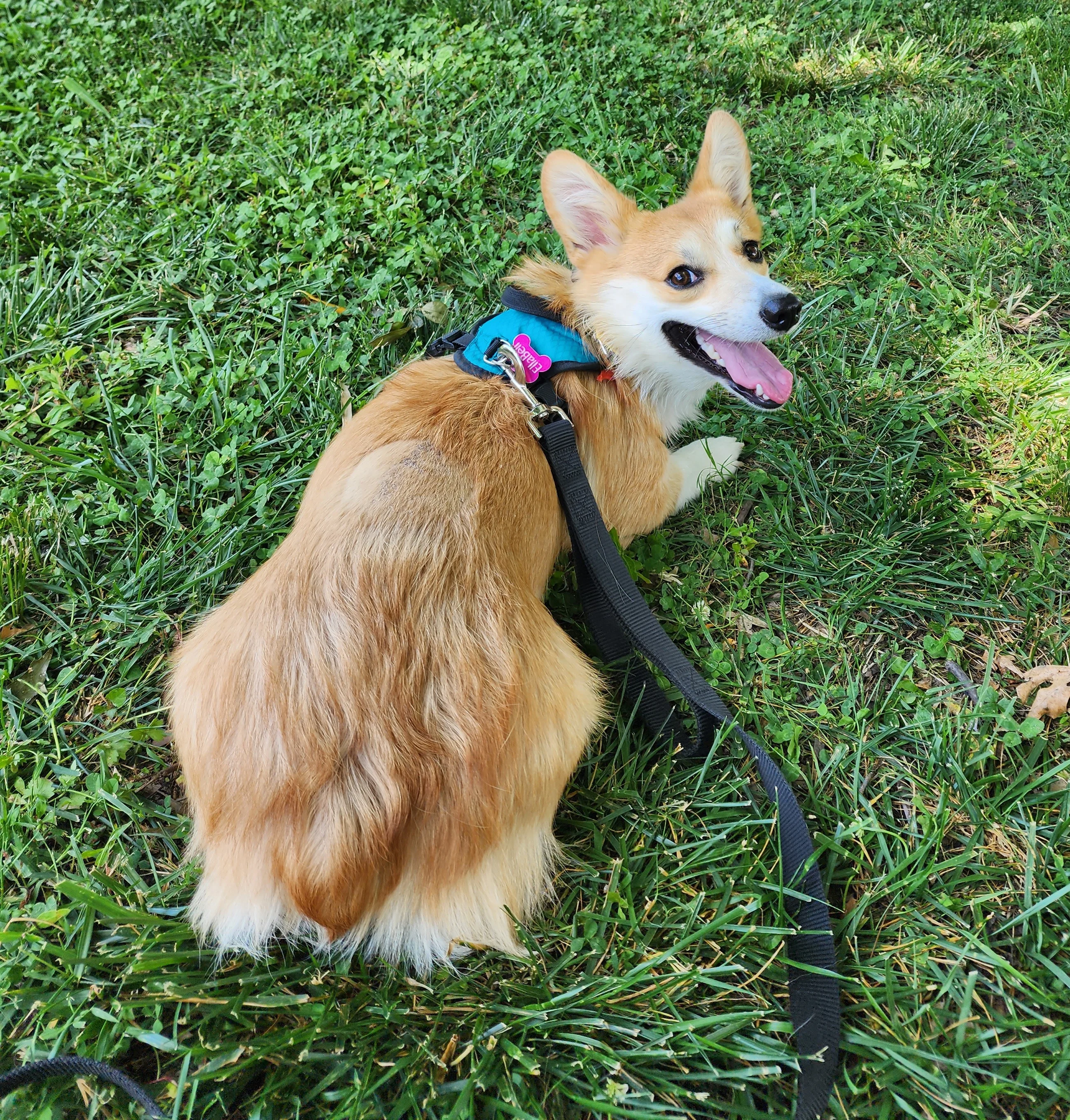 Photograph of the patient walking outside on a leash.