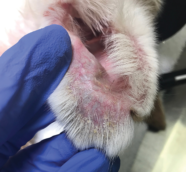 Ear margin 2025 dermatosis dogs treatment