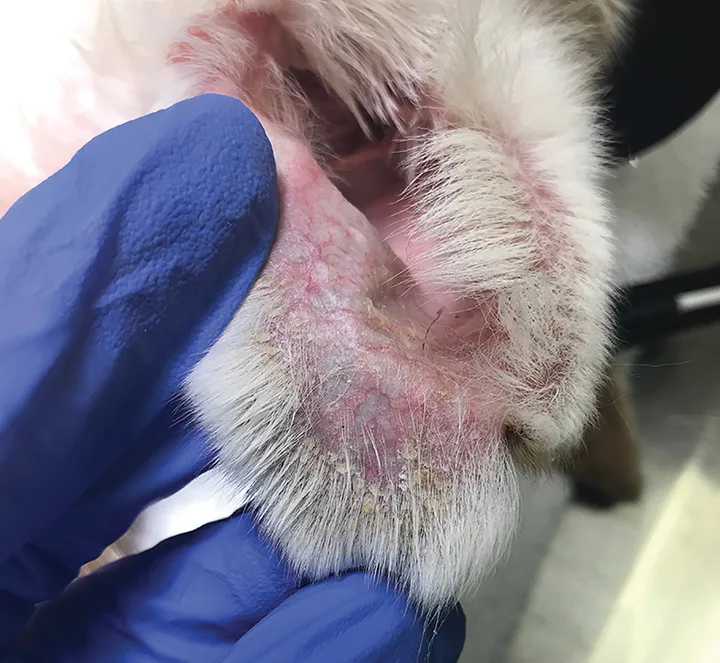 Inner aspect of tip of dog pinna with thinning of hair and white-to-brown scaling.