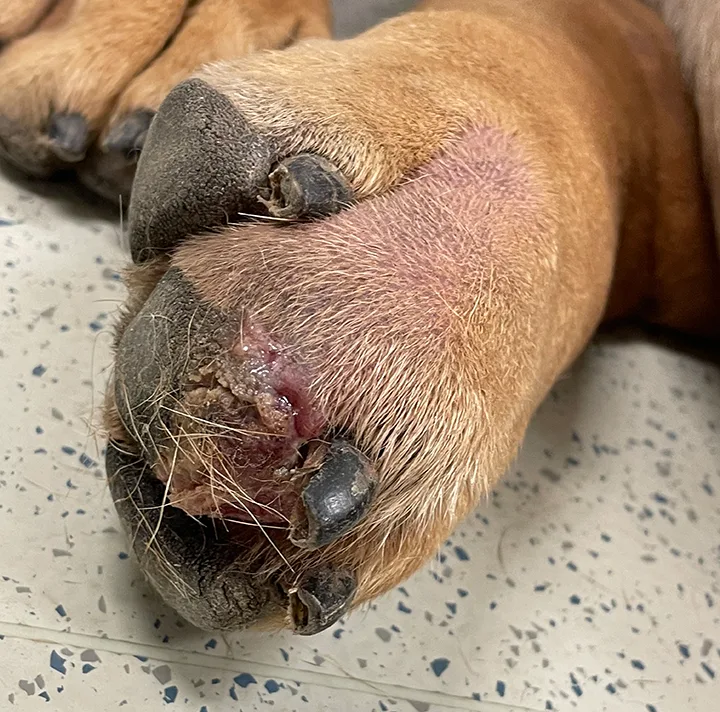 A close-up of the third digit of a dog showing swelling, crusting, and small, moist ulceration.