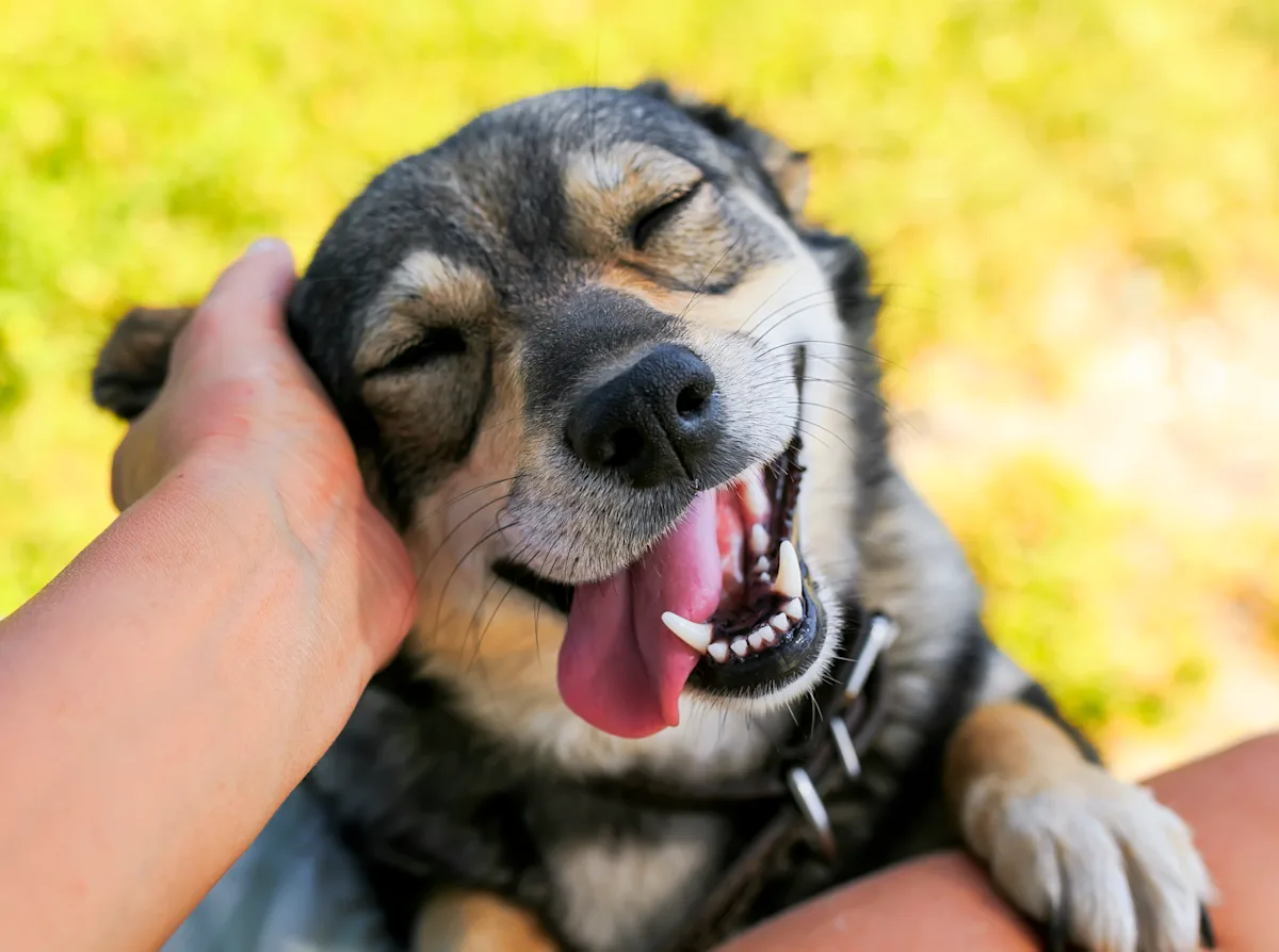 A happy dog with a gray and black coat is being petted by a person, displaying a relaxed expression with its eyes closed and tongue out. The setting features a grassy area, suggesting a warm and pleasant outdoor environment.