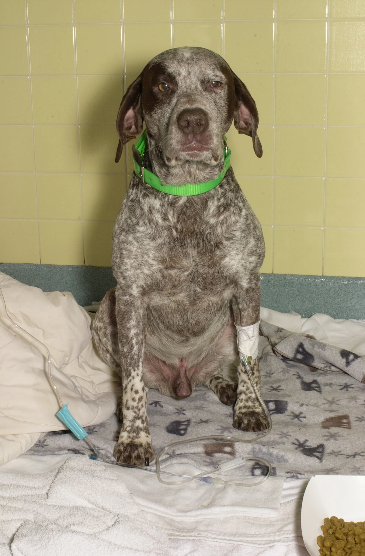 Liver and white ticked German shorthair pointer sitting on blanket in a veterinary clinic near a bowl of uneaten kibble. 