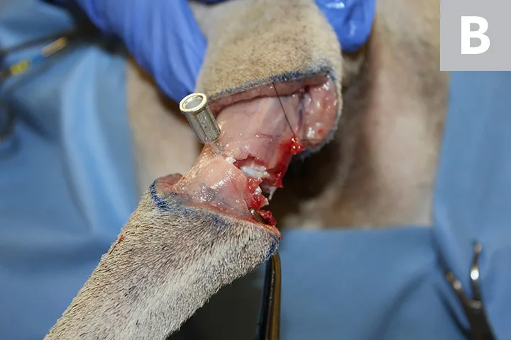 Tail incised through musculature and hypodermic needle inserted in intervertebral space.