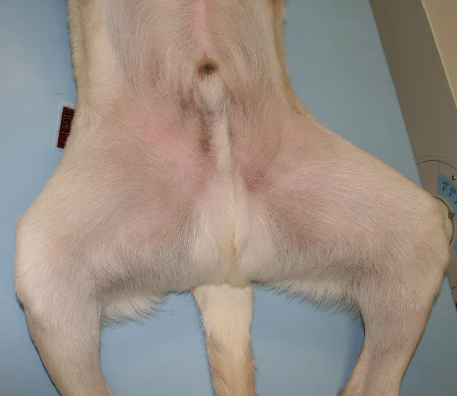 selected slide image