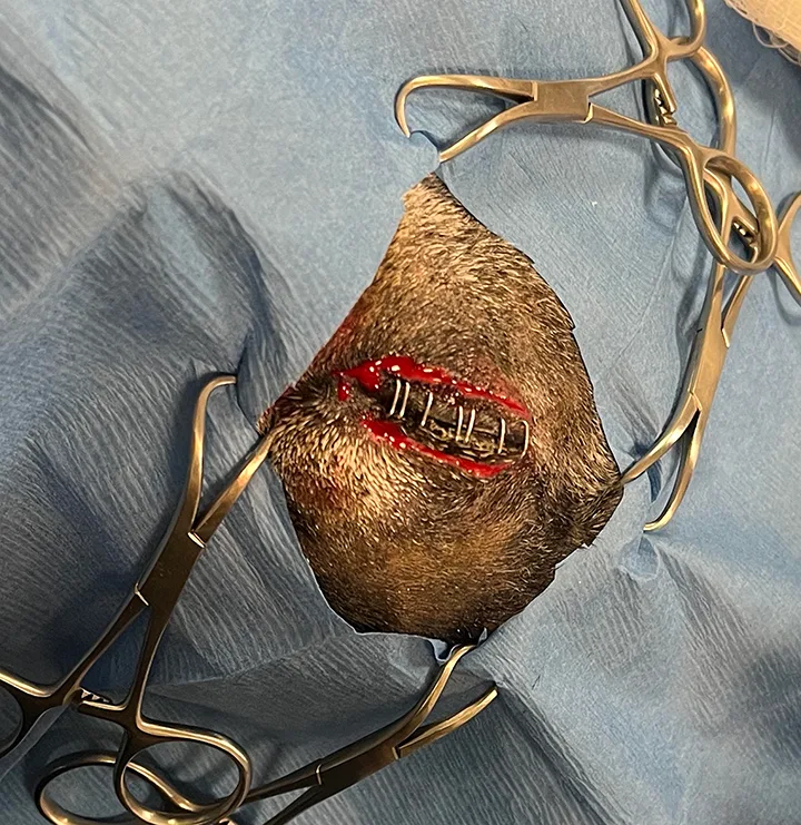 Surgeon incising near eyelid margin of dog and appearance of eye after circumferential incision is complete.