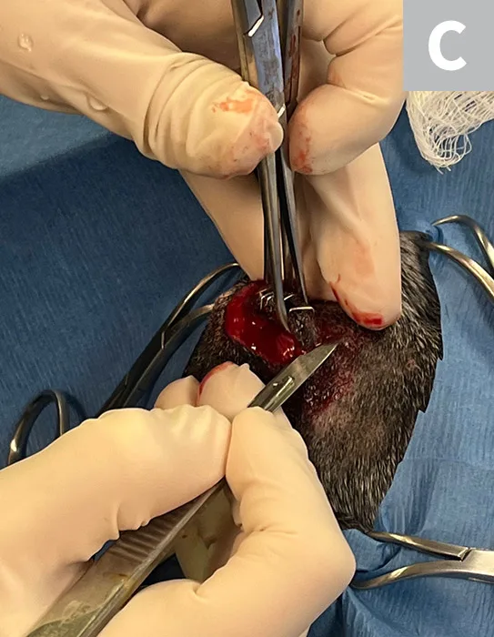 Sequence of images demonstrating technique for dissecting around eye in a dog.