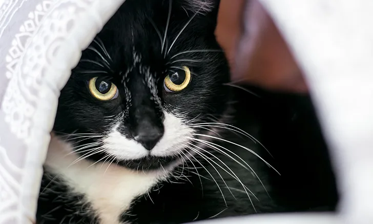 September Purina NE Quiz, Opening Image.jpg