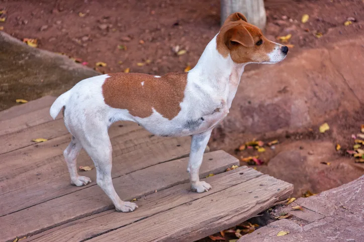 Alert young terrier missing right forelimb standing outside on wood boards.